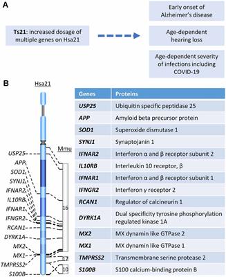 Mechanistic Analysis of Age-Related Clinical Manifestations in Down Syndrome